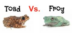 Frogs and Toads