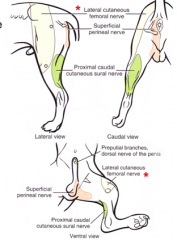 lateral and cranial surfaces of the thigh
lateral surfaces of the hip and stifle