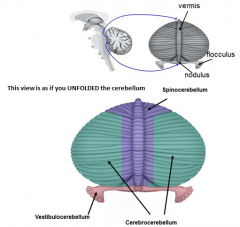 Cerebrocerebellum
				1) Coordination of voluntary motor activities
				2) Motor planning