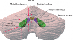 medial hemisphere (intermediate or parvermal zone)
interposed nucleus (emboliform + globose nucelus)
- adjusting limb movements