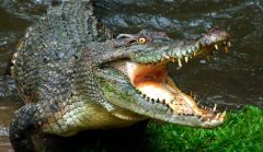Crocodiles and Alligators