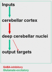 Input stim causes inhibition of deep cerebellar nuclei which causes mostly output stim