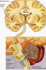 brainstem
- pontine nuclei
- vestibular nuclei
- inferior olivary nucleus (origin of climbing fibers)

spinal cord
- Clarks nucleus (C8-> L2-3) - proprioceptive information