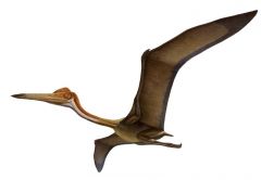 Pterosaurs