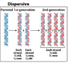 The	parental	strand	is	separated	into	segments	and	each	new	strand	consists	in	parts	of	both	parental	and	new	DNA. 
