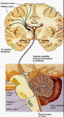 cerebellar cortex ->
deep cerebellar nuclei -> (decussation (passes to))
brainstem - travels to thalaumus ->
motor/pre-motor cortex