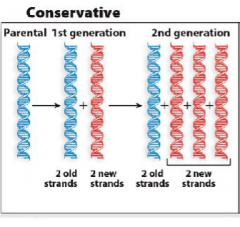 A	double	stranded	copy	is	generated	and	the	parental	DNA	is	conserved	as	a	double	strand
