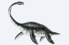 Reptile - Diapsid
Extinct aquatic dinosaurs
 - ichthyosaurs: propoise like
 - plesiosaurs: long neck, paddle limbs ; Loch Ness