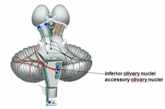 Olivocerebellar pathway
- terminates (2x)
[Inferior olivary nuclei
accessory olivary nuclei]

- peduncle [inferior cerebellar]

- function (2x)
[Motor coordination
Motor learning]