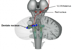 Dentate nucleus
- terminates (2x) [contralateral red nucleus and thalamus]
- peduncle [superior cerebellar]
- function [PLANNING inititation - control voluntary movements]