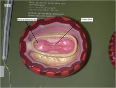 2.	Embyro(s) 28days:
	Trilaminar embryonic disc (gastrulation has occurred)
	Primitive streak
	Cranial region
	Caudal region