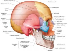cranium-frontal, parietal, occipital, temporal
facial skeleton
22 bones