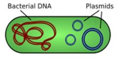 PLASMID: A circular piece of DNA that exists apart from the chromosome and replicates independently of it