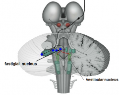 Fastigial nucleus
- terminates [bilateral to vertibular nuclei - reticular formation]
- peduncle [inferior cerebellar peduncle]
- function [balance and gait]