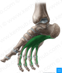 O: medial  tubercle of the calcaneus 
I: plantar surface of the base of the middle phalanx of digits 2-5
A: