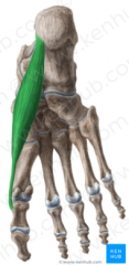 O: medial tubercle of the calcaneus 
I: medial aspect of the base of the proximal phalanx of digit 1 
A: