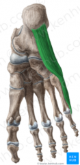 O: medial and lateral tunbercles of the calcaneus 
I: lateral aspect base of proximal phalanx digit 5 
A: