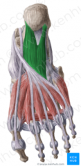 O: medial and lateral tubercles of the calcaneus 
I: tendon of flexor digitorum longus