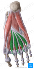 O: adjacent sides of the tendon of FDL
I: base of proximal phalanx via dorsal digital expansion of digit 2-5 
A: