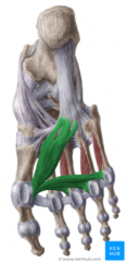 O:oblique head from bases of metatarsals 2,3, and 4, transverse head from plantar surface of MTP joints 3,4,5 
I: lateral aspect of the base of the proximal of digit 1 (with flexor hallucis brevis) 
A: 