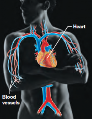 -  Composed of the heart and blood vessels
-  The heart pumps blood
-  The blood vessels transport blood throughout the body