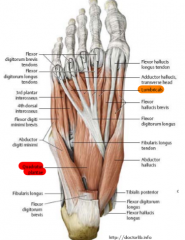The long flexor tendons and two associated muscles 
- flexor accessorius or quadratus plantae 
-lumbricals