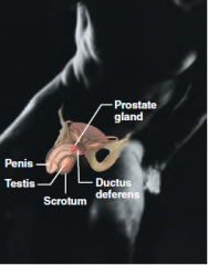 -  Composed of prostate gland, penis, testes, scrotum, and ductus deferens
-  Main function is the production of offspring
-  Testes produce sperm and male sex hormones
-  Ducts and glands deliver sperm to the female reproductive tract