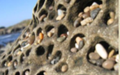 Salt weathering that forms a honeycomb pattern

Common in arid coastal areas where brine is abundant and salt crystallization is possible