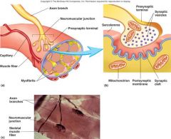 Synapse: axon terminal der hviler i invaginationen af sarkolemmaet.

NMJ: består af den præsynaptiske terminal, synaptiske kløft og den postsynaptiske membran eller motor ende-pladen.

Definition: er den synaptiske forbindelse mellem nervee...
