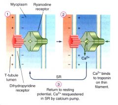 Informationsoverførelse fra aktionspotentialet til frigivelse af Ca2+, sker gennem en spændingsfølsom receptor i T-rørene og Ca2+-kanal i det sarcoplasmatiske reticulum