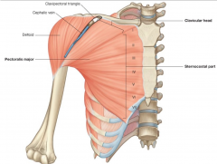 O: Clavicular head - anterior surface of the medial half and sternocostal head - anterior surface of the sternum, first 7 costal cartilages 
I: Lateral hip of the intertubercular sulcus of humerus 
I: Media and lateral pectoral nerves (C5-C6) 
F: Adduc