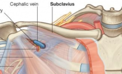 O: First rib, at junction between rib and costal cartilage
I: Groove of inferior surface of 1/3 clavicle
I: Nerve to subclavius 
F: Pulls tip of shoulder down and clavicle medially 
B: Suprascapular artery and Thoraco-acromial artery via clavicular br
