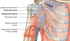 O: Anterior and superior border of ribs 3, 4 and 5
I: Caracoid Process
I: Medial pectoral nerve (C7 - C8) 
F: pulls tip of shoulder down 
B: Thoraco-acromial artery