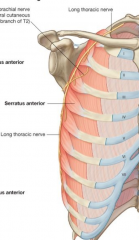 O: Lateral surfaces of upper 8-9 ribs and deep fascia overlying intercostal spaces
I: Costal surface of media border of scapula
I: Long thoracic nerve
F: ABduction of scapula 
B: superior and lateral thoracic artery and thoracodorsal
