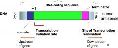 Located upstream of RNA coding sequence. Where rNA polymerase will bind to before starting transcription. 
Termination sequence that tells RNA polymerase will to stop