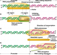 1) RNA polymerase and sigma factor will bind between -35 and Pribnow sequence. RNA Pol has its own helicase and will begin to unwind DNA about 16 bases in the -10 region. Starts synthesis, no primer needs
2) Elongation: Syntehsizes RNA in the 5' to 3'. W