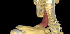 O: Transverse process of C1 to C4
I: Upper portion medial border of scapula 
I: Dorsal scapular nerve
A: Elevates Scapula
B: Transverse cervical artery