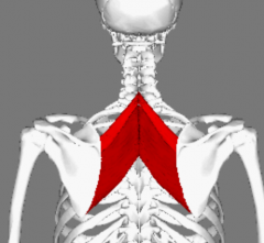 O: Spinous Processes T2-T5/ Spinous Process C7-T1
I: Medial border of scapula at the spine
I: Dorsal scapular nerve
A: Retracts (adducts) and elevates the scapula 
B: Dosral Scapular Artery