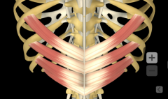 O: Spinous processes T6-L3
I: Lower border of ribs 9-12
I: Anterior rami of lower thoracic nerves
A: Depresses ribs
B: Perforating branches of lumbar arteries