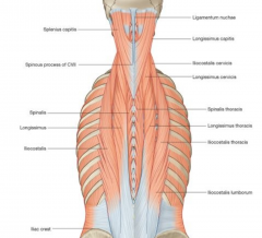 Largest group of intrinsic back muscle. Covered by thoracolumbar fascia and the serratus posterior inferior, rhomboid and splenius muscles. They are the primary extensors of the vertebral column. Are all innervated by dorsal rami of spinal nerves. 
1) il