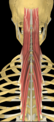 Capitis: 
I: Dorsal Rami 
A: extends the head 
Thoracis: 
I: Dorsal Rami 
A: Extends the cervical vertebral column