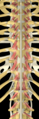 Beneath multifidus. Present throughout vertebral column, best developed in thoracic region. Innervate by dorsal rami.