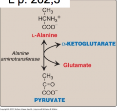 A cytosolic enzyme, found in high amounts in liver. 
Alanine from blood delivers N and C to liver, which are use in urea cycle and gluconeogenesis.