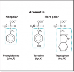 Phenylalanine (F) - Non-Polar
Tryptophan (W) - Slight Polar
Tyrosine (Y) - Polar