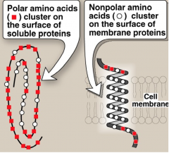 Determine how a protein will fold based on charged and polarity. Polar AA cluster on surface of soluble proteins and non-polar cluster on surface of membrane proteins.