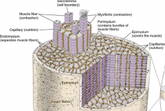 Epimysium - surround sentire muscle
Perimysium - invests each fascicle
Endomysium -envelopes each fiber 
Sarcolemma - cell membrane of muscle cell- called myofibrils