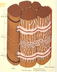 Surrounds myofilaments and forms a meshwork around each fibril. At junction of A and I bands, formes a pair of dilated terminal cistern, which pass around myofibrils. 
Cisternae - regulated muscle contraction by sequestering calcium ions - relaxation