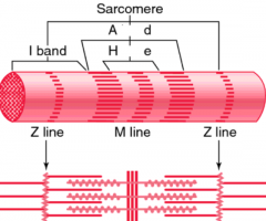 Arranged in myofibril. Functional unit - sarcomere 
I band contains only thin filaments - anchor at Z-line
A band - consist of both thick and think 
M line - formed by connections of thick myosin filaments 
H  band - consists of thick myosin filaments