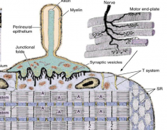 Region on cell where nerve terminates. As axon approaches muscle, loses myelin sheath. But schwann cell continues to cover nonsynaptic surface of nerve terminal. 
Nerve terminal lies in indentation (primary synaptic cleft)
Additionally invaginates to th