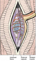Sensory organ in skeletal muscle that functions a stretch receptor. Large afferent sensory nerve fibers end at spindle - several endings - intrafusual fibers: 
- nuclear bag filters
- thin nuclear chain fibers